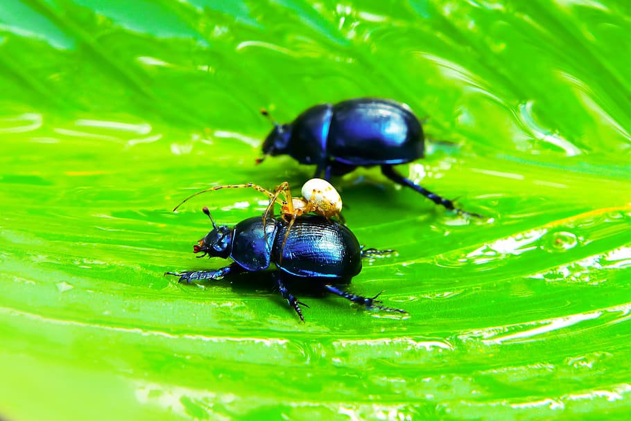 two beetles on green leaf, close-up, animal wildlife, green color HD wallpaper