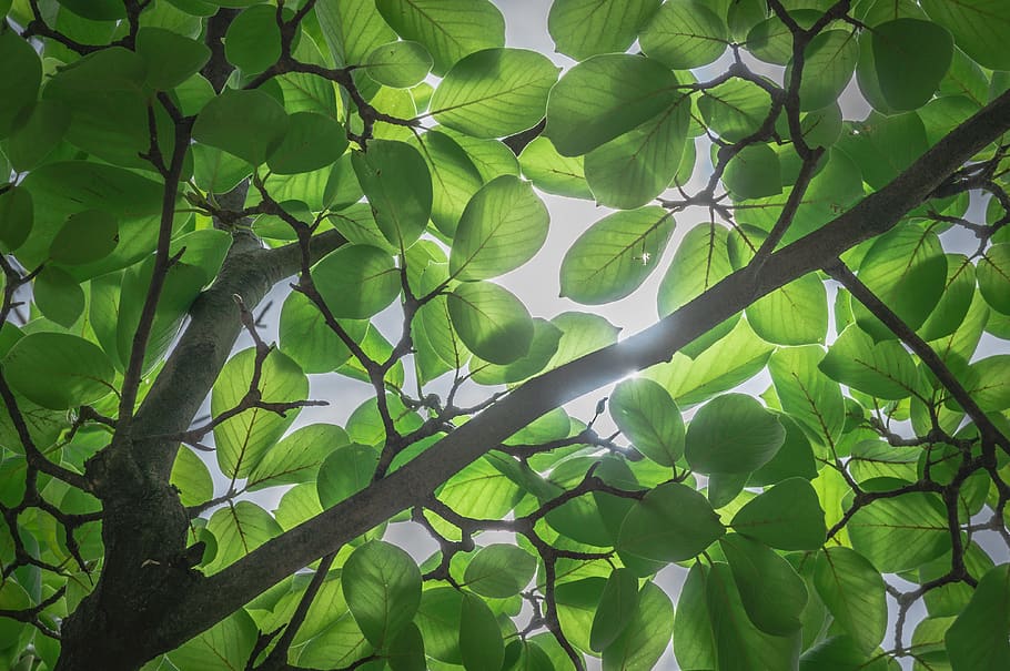 forest, wood, nature, sunshine, light, the leaves, green, plants HD wallpaper