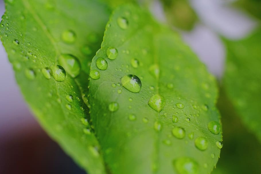 leaves, drop, leaf, water, rain, green, plant, spring, nature HD wallpaper