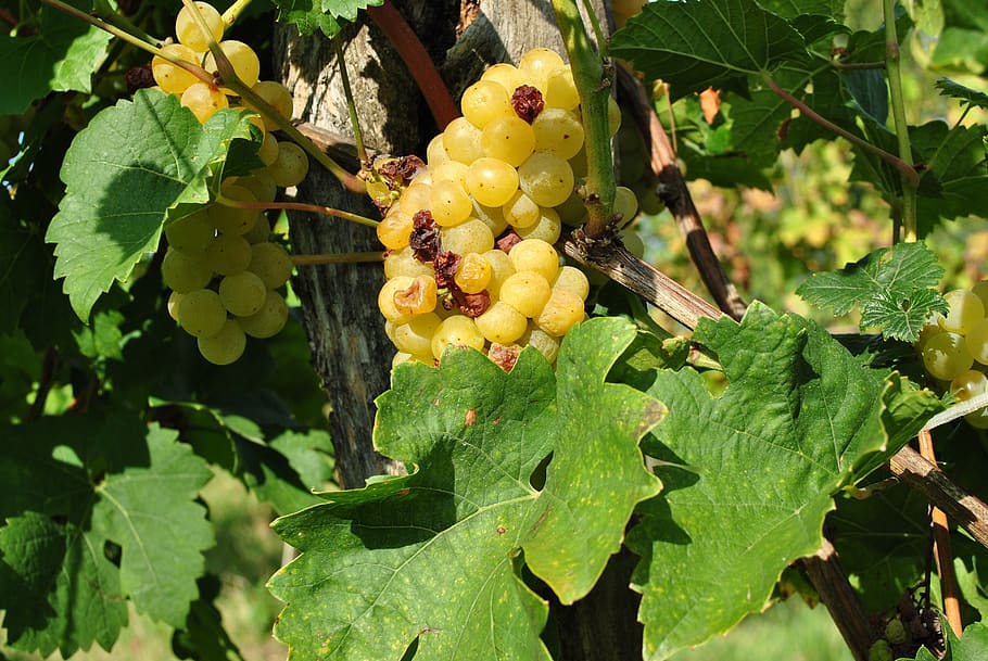 grape, kali-pool, viticulture, winery, vintage, lake balaton HD wallpaper