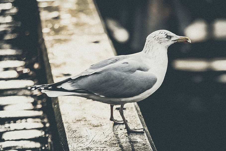 white and gray bird on pavement, ledge, wing, feather, seagull HD wallpaper