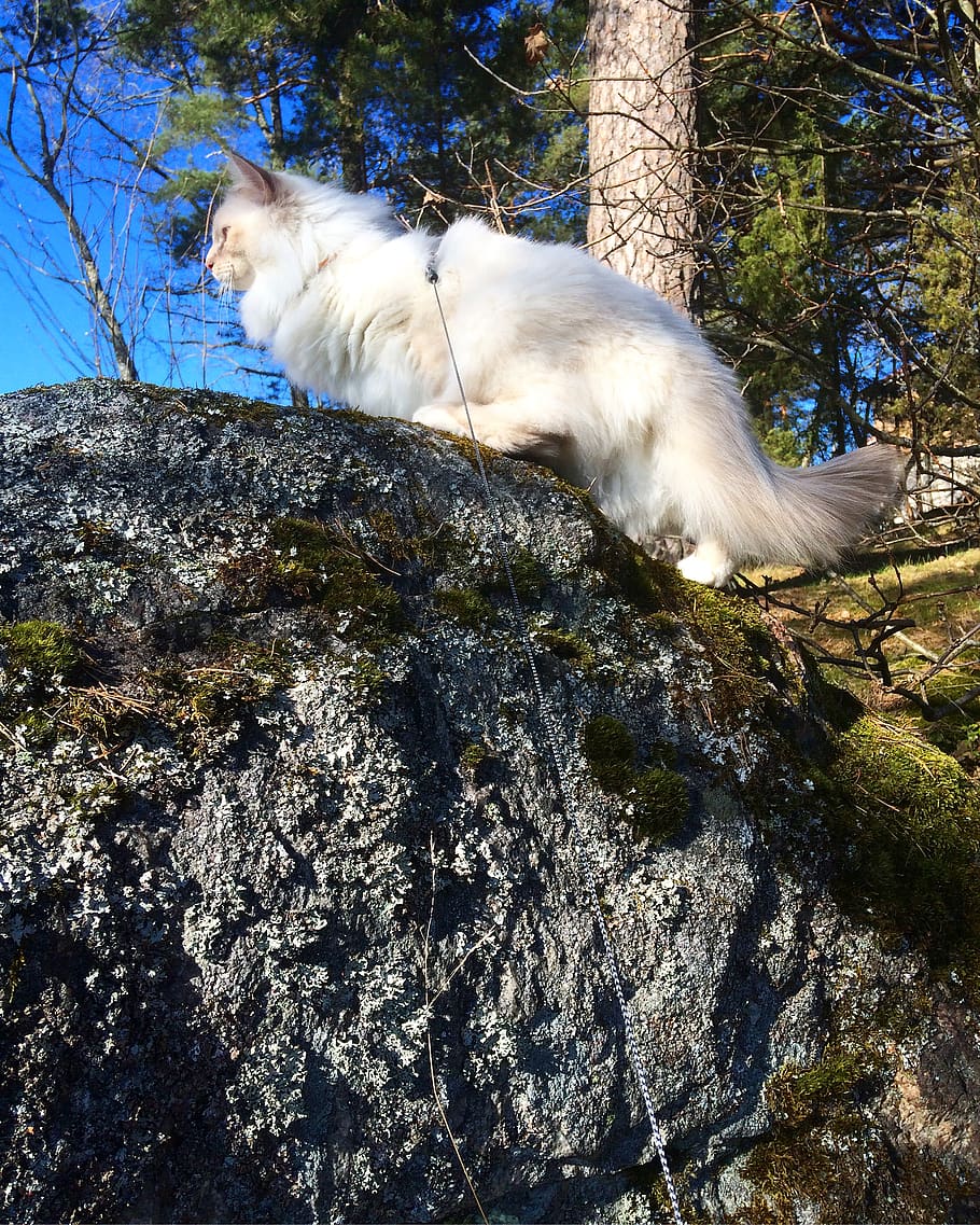 suomi, turku, pets, domestic, mammal, one animal, domestic animals HD wallpaper