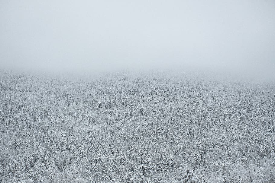 snow covered grass field, nature, outdoors, weather, fog, mist, HD wallpaper