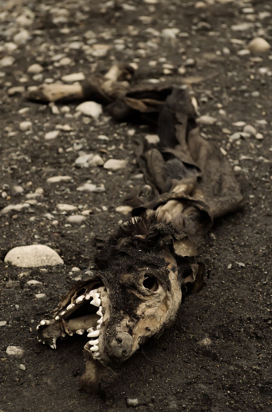 death, skeleton, dark, horror, animal, animal themes, animal wildlife HD wallpaper