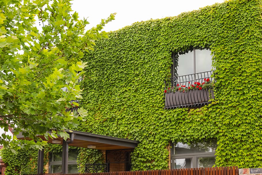 plant, green color, growth, built structure, tree, architecture HD wallpaper
