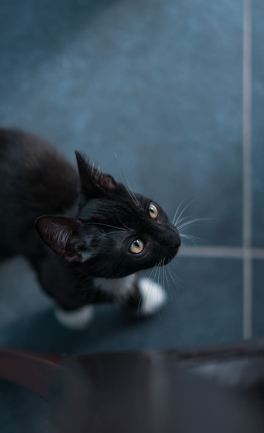 Selective Focus Photography Of Tuxedo Cat, adorable, animal, cute, HD wallpaper