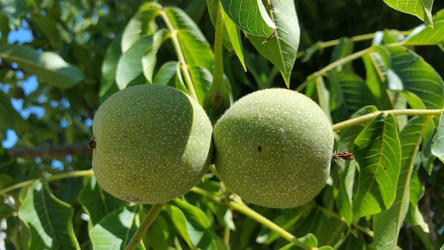 tree, walnut, nuts, nature, green, fruit, food, green color HD wallpaper