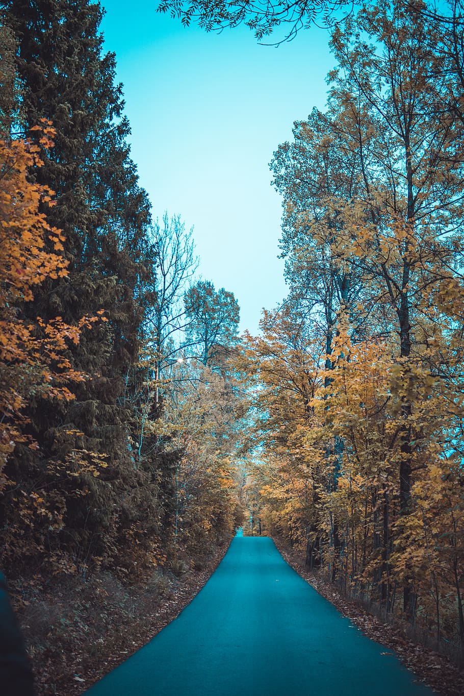 concrete road surrounded by trees, plant, the way forward, nature HD wallpaper