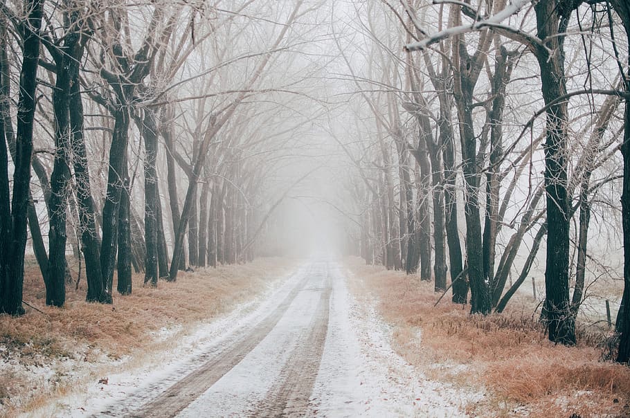canada, cochrane, tree, the way forward, direction, bare tree HD wallpaper