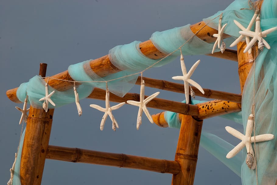 Starfish Hanging, beach wedding, daylight, tropical, wood - material HD wallpaper