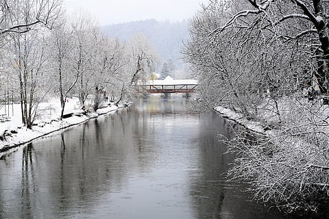 winter, snow, waters, tree, nature, tuttlingen, baden württemberg HD wallpaper