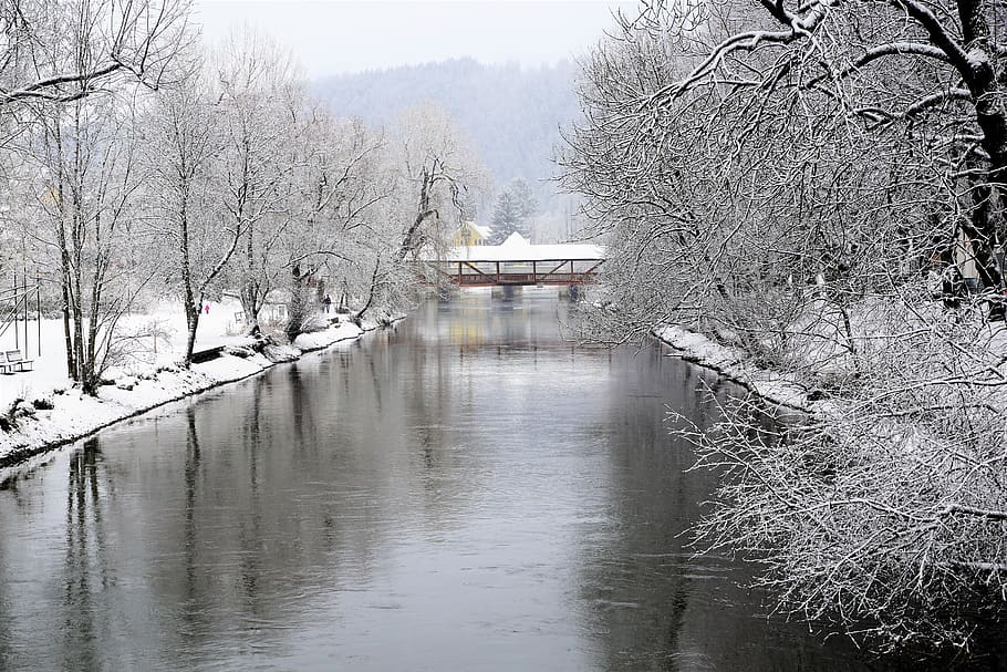 winter, snow, waters, tree, nature, tuttlingen, baden württemberg HD wallpaper