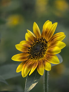 yellow sunflower, plant, blossom, for-mar nature preserve and arboretum HD wallpaper