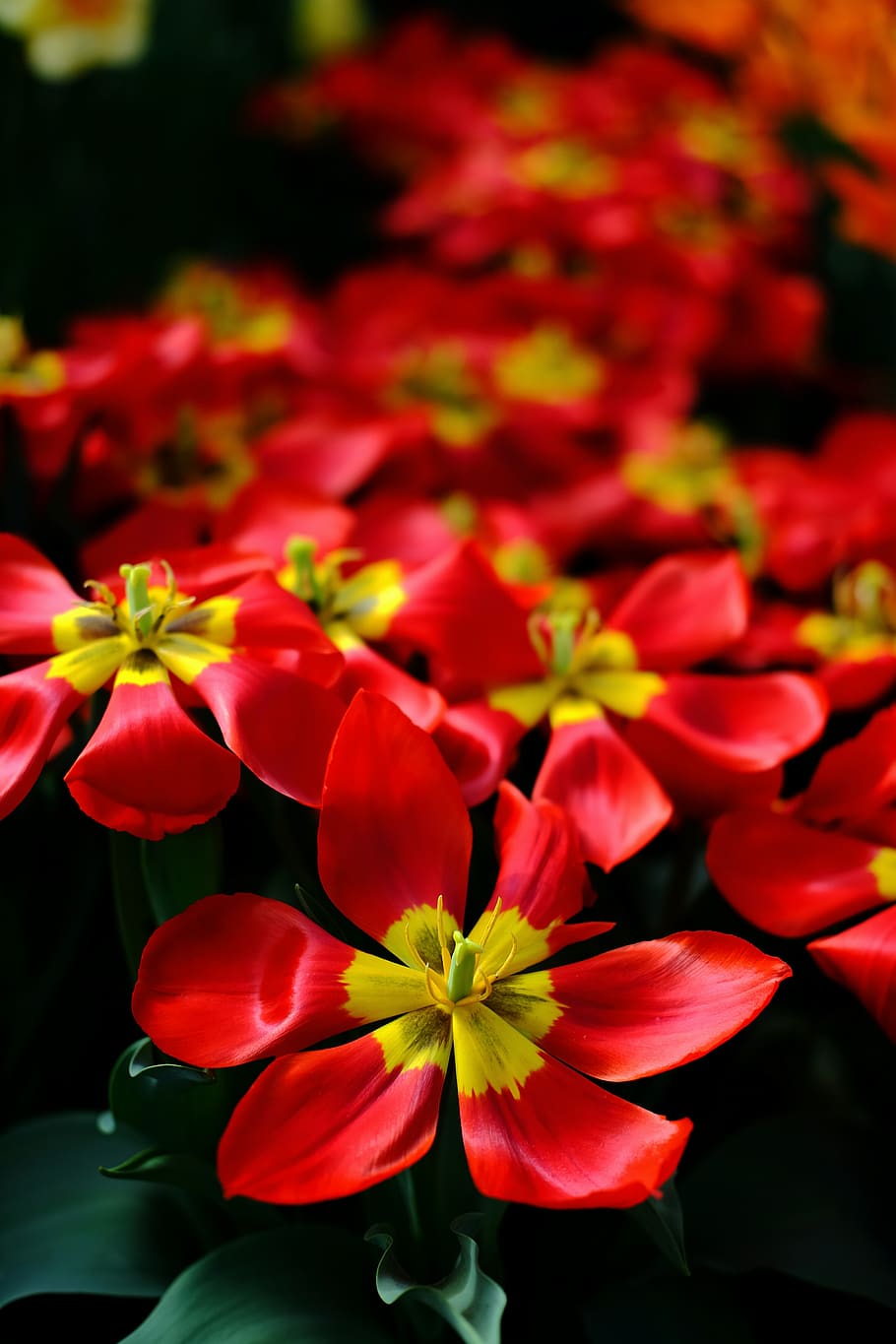 canada, edmonton, muttart conservatory, garden, red, flowers, HD wallpaper