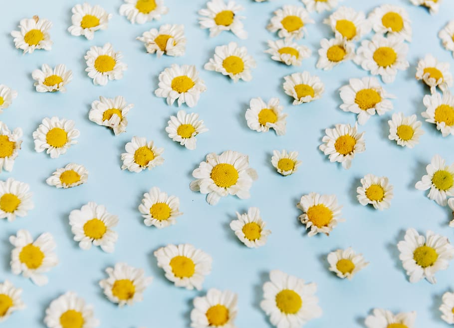 Yellow-and-white Petaled Flowers, arrangement, background, bloom HD wallpaper