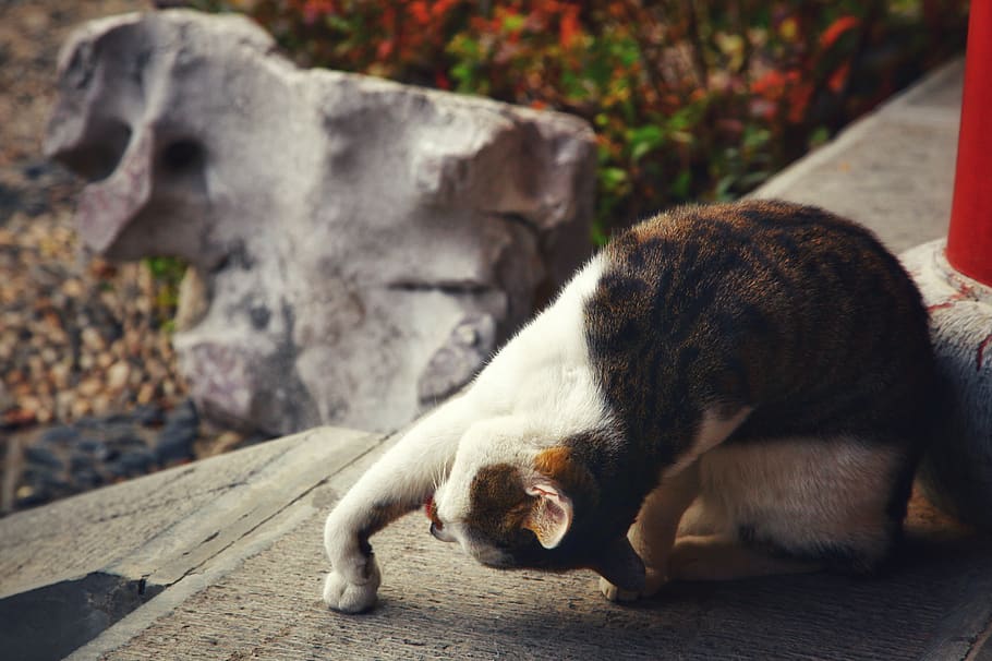 brown and white cat on concrete floor, animal, mammal, manx, pet, HD wallpaper