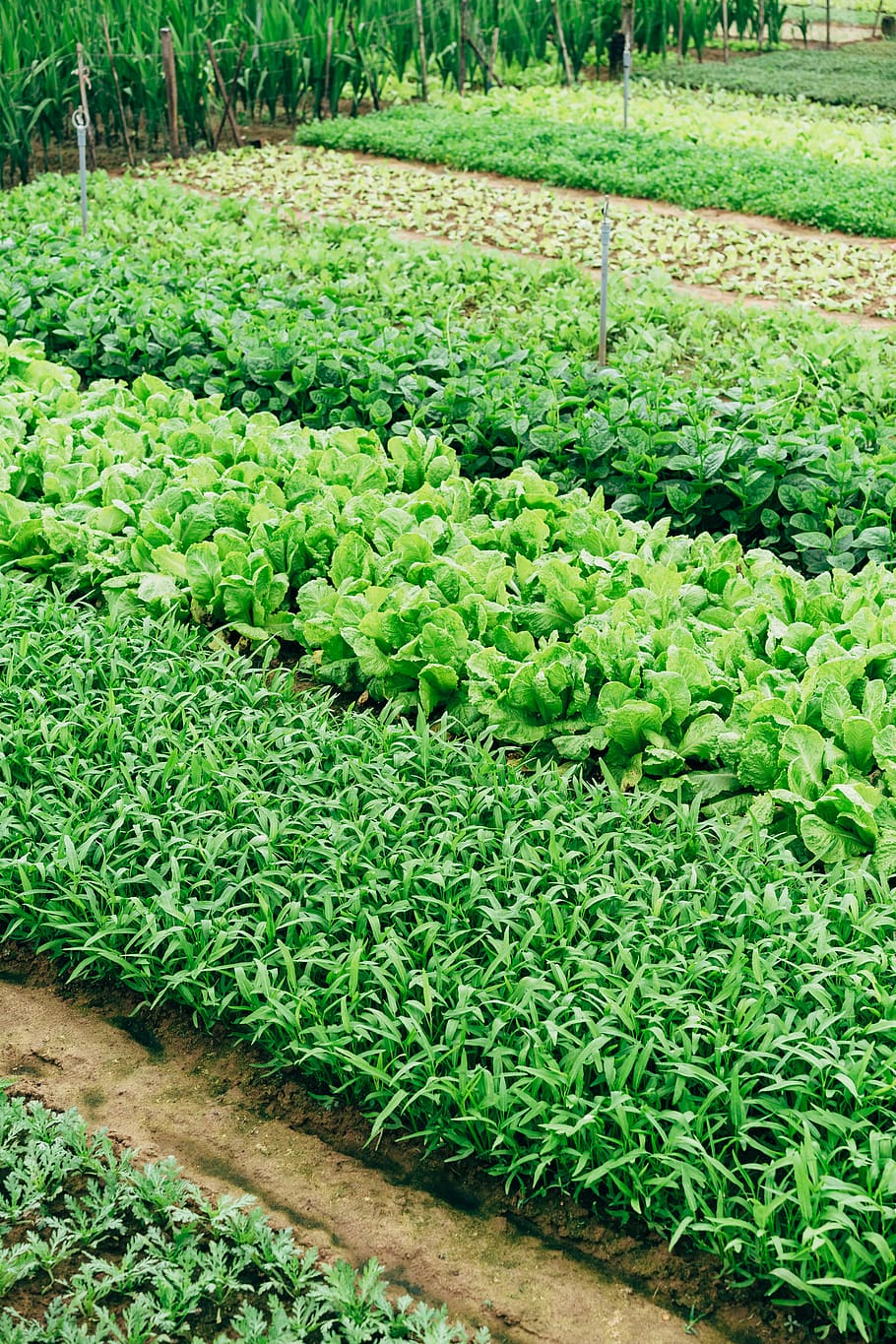 green leaf vegetable, plant, vietnam, field, hội an, farming HD wallpaper