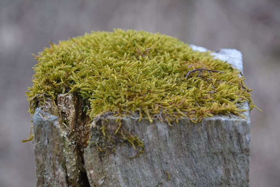 moss, log, nature, wilderness, close up, landscape, plant, focus on foreground HD wallpaper