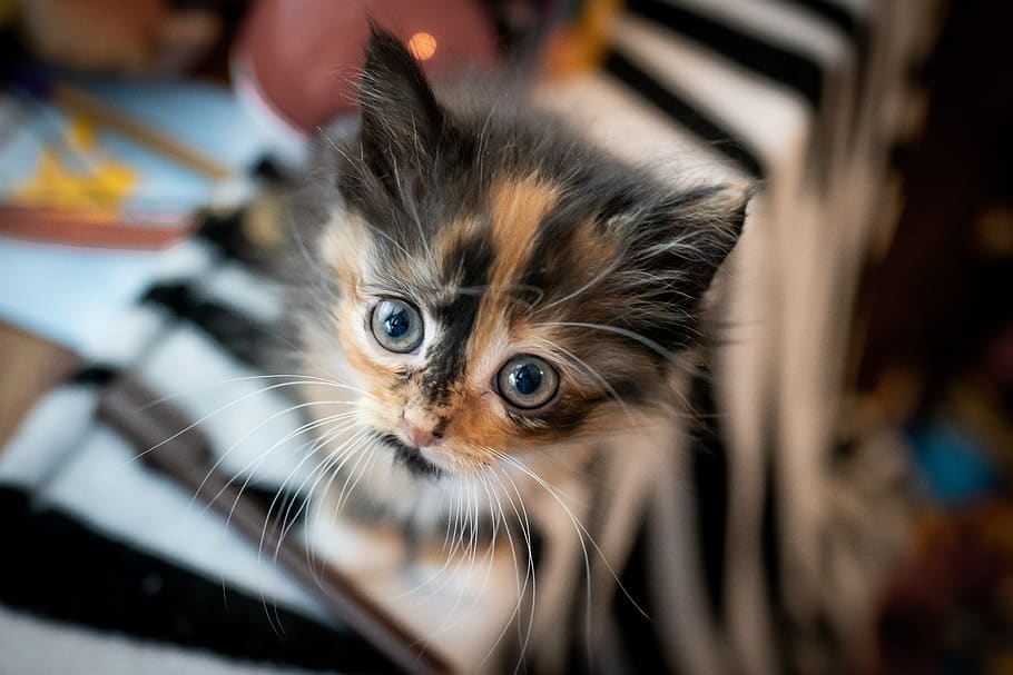 up, looking, cute, eyes, cat, kitten, mammal, pets, domestic HD wallpaper