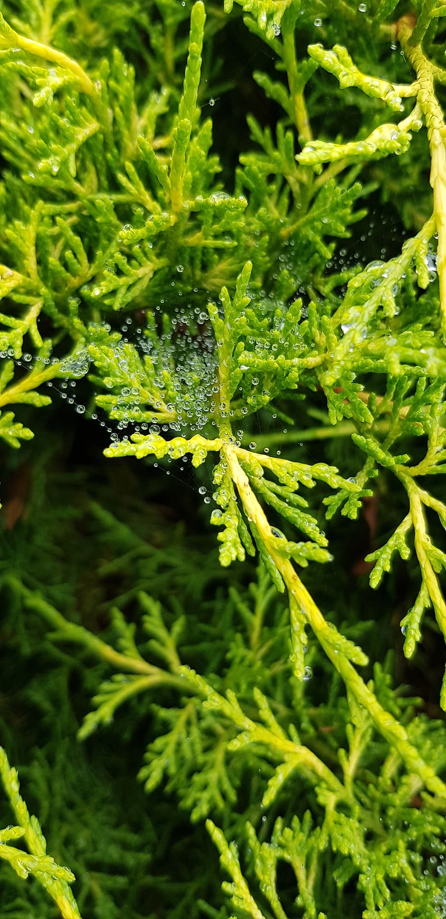 green, branches, nature, green color, plant, growth, close-up HD wallpaper