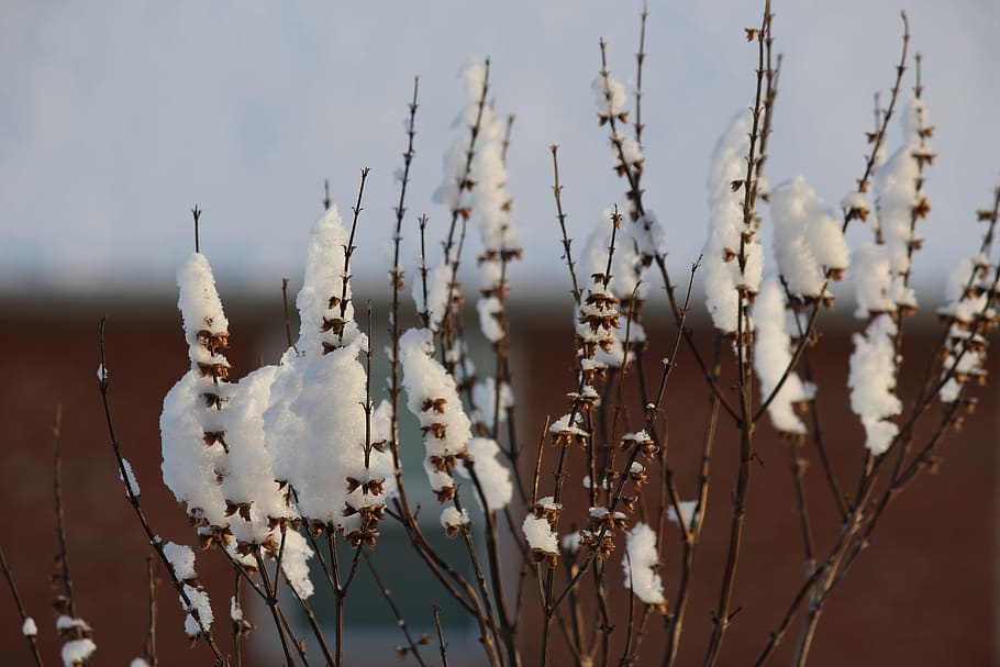 winter, plant, snow, cold, cold temperature, focus on foreground HD wallpaper