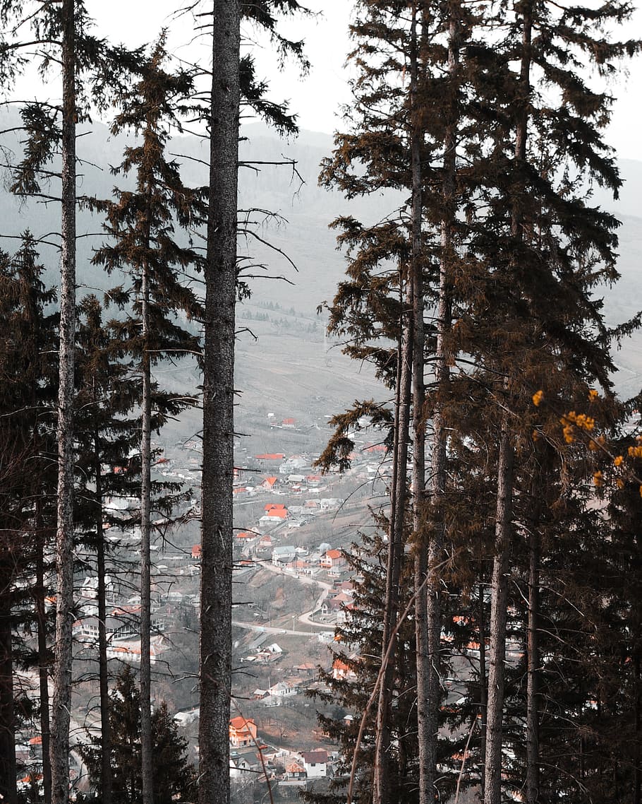 Green Leafed Trees, branches, conifer, environment, evergreen HD wallpaper