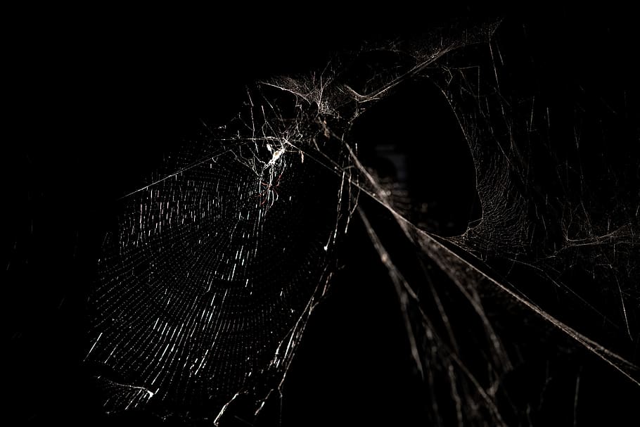 grayscale-photography-of-spider-web.jpg