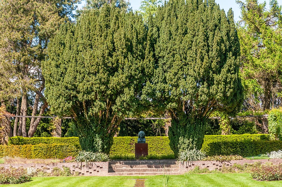 plant, tree, grass, conifer, fir, abies, the netherlands, wageningen HD wallpaper