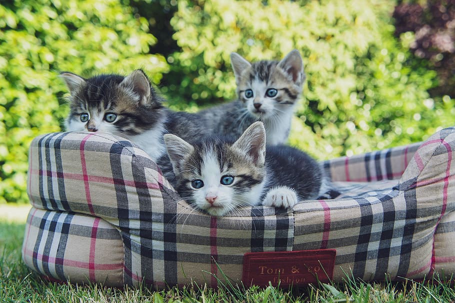 kittens, basket, domesticated, pets, garden, grass, young, cute HD wallpaper