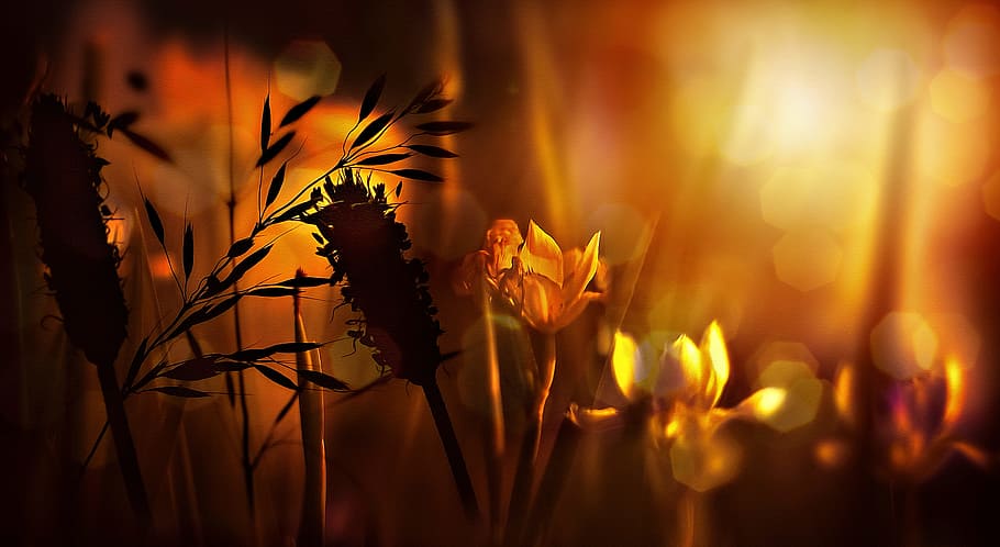 Bokeh Photography of Flowers, abstract, art, blur, bright, color HD wallpaper