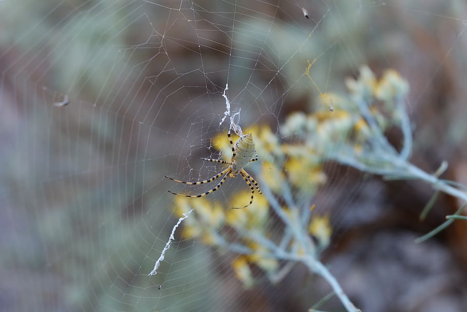 Argiope Spider on Web, arachnid, blur, close-up, cobweb, color HD wallpaper
