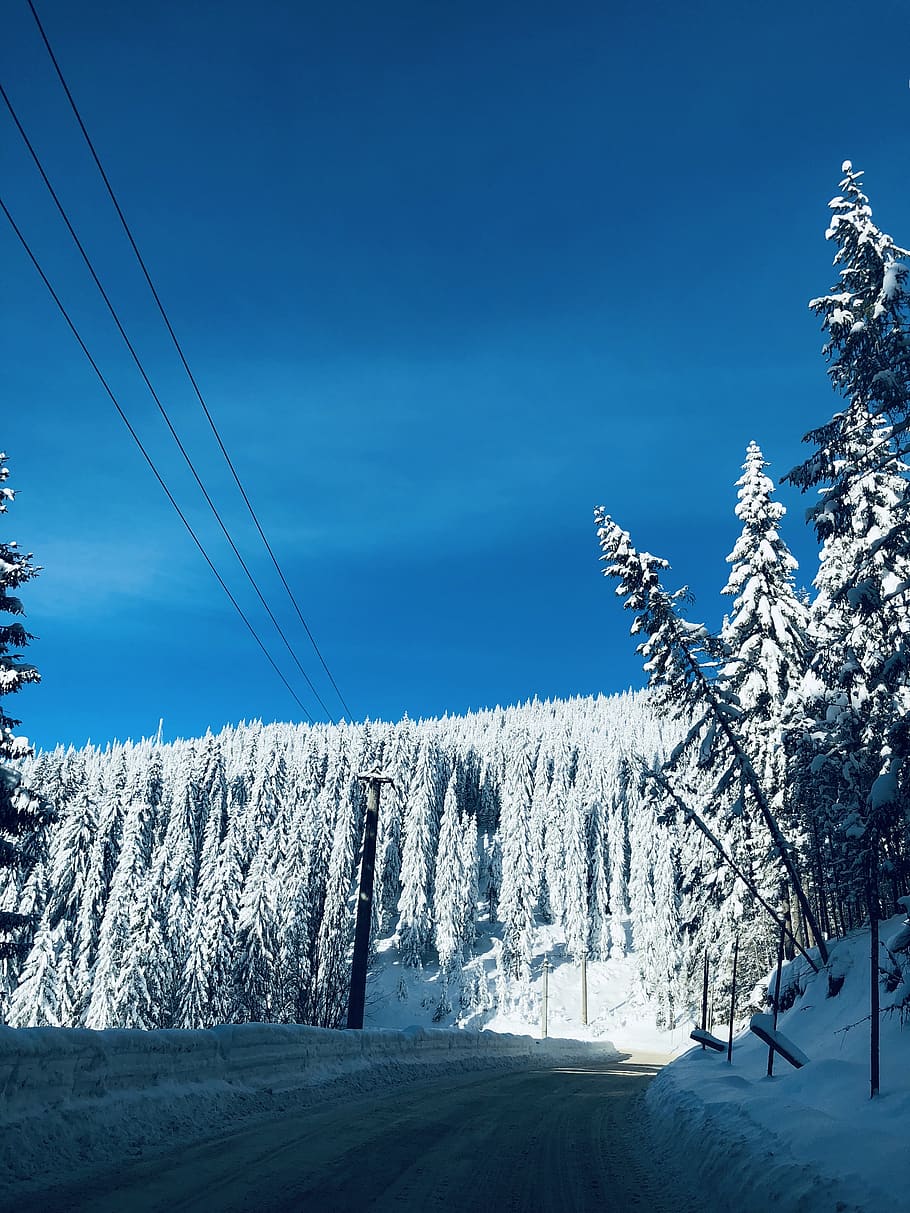 pine trees covered with snow, nature, plant, ice, outdoors, abies HD wallpaper