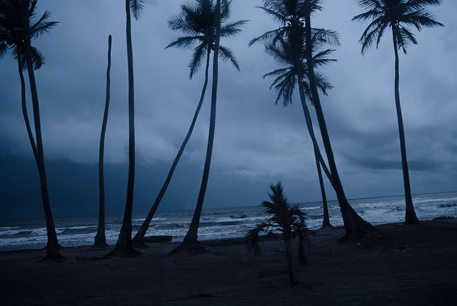 venezuela, falcón, night, shadow, palm, palm trees, beach, HD wallpaper