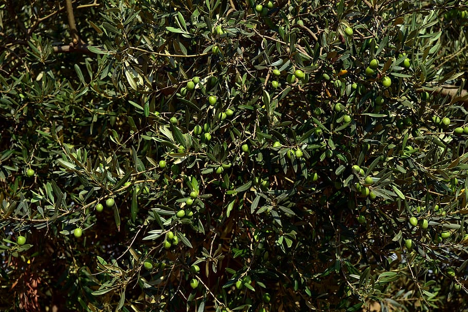 olive tree, crown, olives, branch, green, background, ripe, HD wallpaper