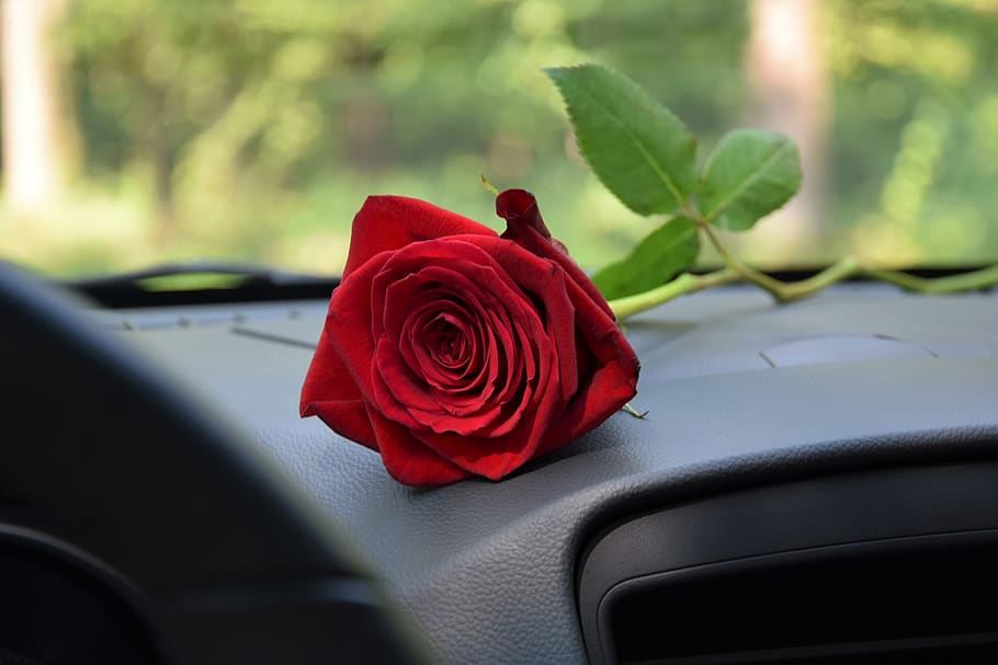 red rose on car dashboard, love, romantic, romance, feeling