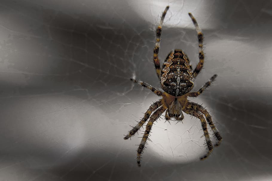 spider, arachnid, insect, spiderweb, fear, phobia, skittish HD wallpaper