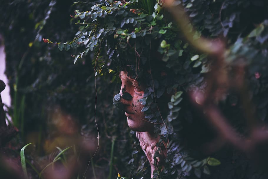 statue, face, ivy, ancient, eve, plant, tree, growth, nature HD wallpaper
