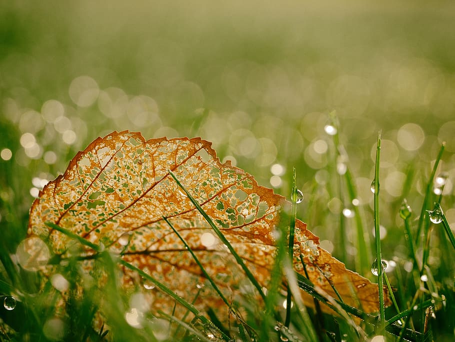 Wet grass and a leaf., plant, droplet, morning dew, fall, sunrise HD wallpaper