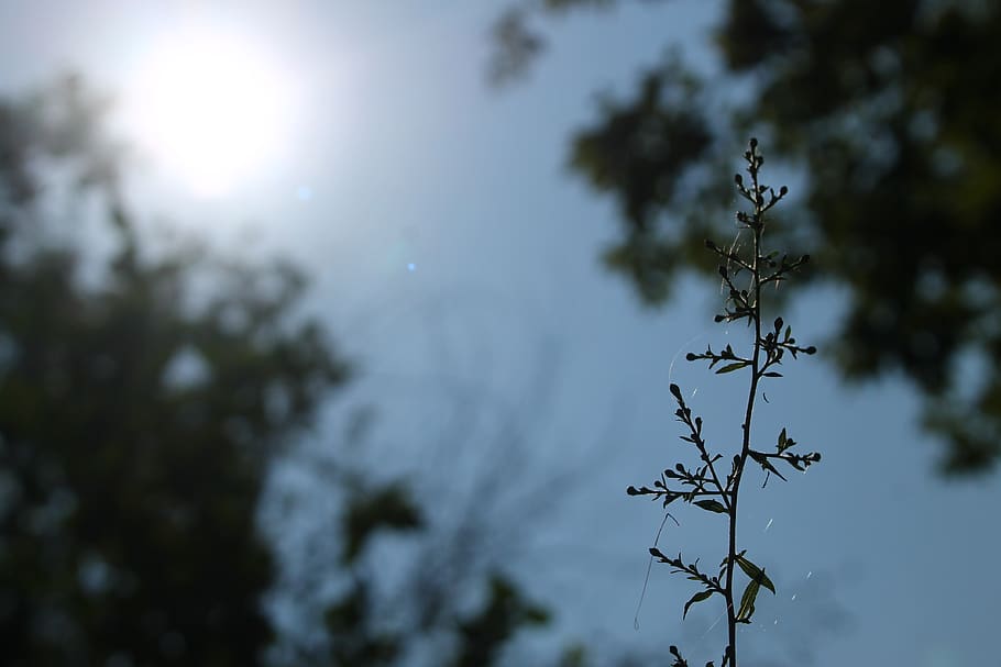 sky, tree, plant, nature, growth, tranquility, focus on foreground HD wallpaper