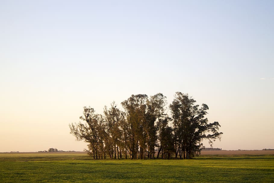 trees, nature, landscape, sunset, travel, forest, green, brown HD wallpaper