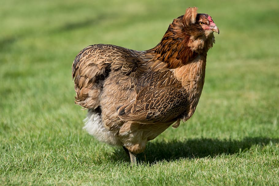 hen, chicken, poultry, range, feather, nature, araucana, animal themes HD wallpaper