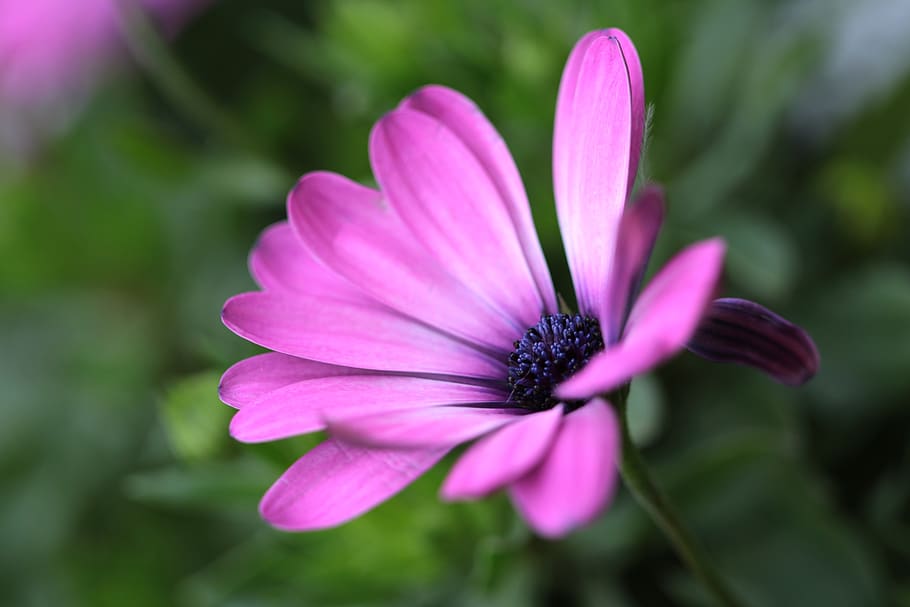 macau, flowers, flowering plant, petal, fragility, vulnerability HD wallpaper