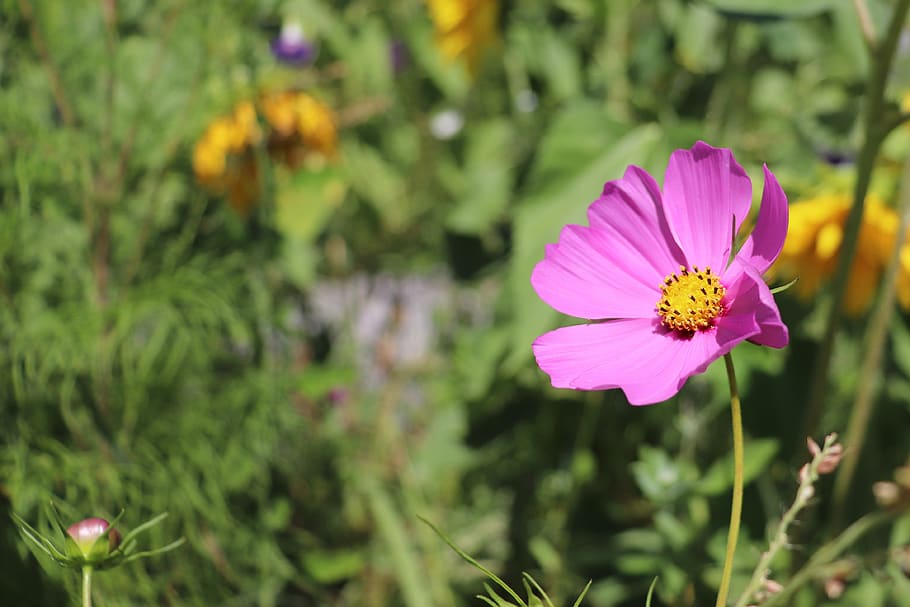 flower, meadow, nature, summer, grass, blossom, bloom, wild flower HD wallpaper