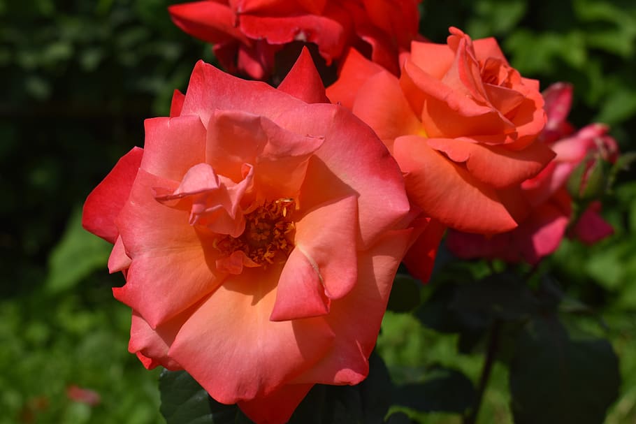rose, red, flower, bloom, beauty, petals, nature, love, beautiful HD wallpaper