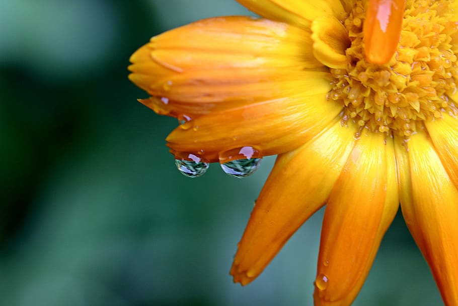 Cluster Petal Flower Splashed With Water, bloom, blossom, close-up HD wallpaper