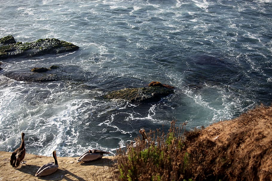 shore, water, flow, running, blue, duck, bird, sea, rock, motion HD wallpaper