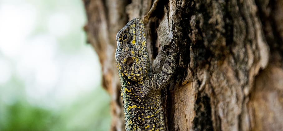 Brown Black Yellow Beige Lizard Climbing on Brown Tree, animal HD wallpaper