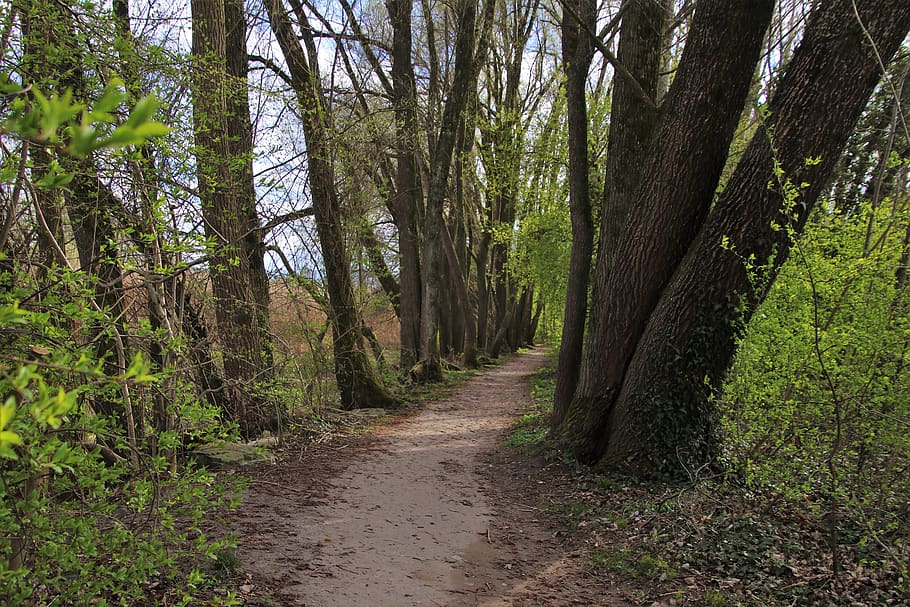 the path, foliage, forest, mood, nature, green, relaxation HD wallpaper