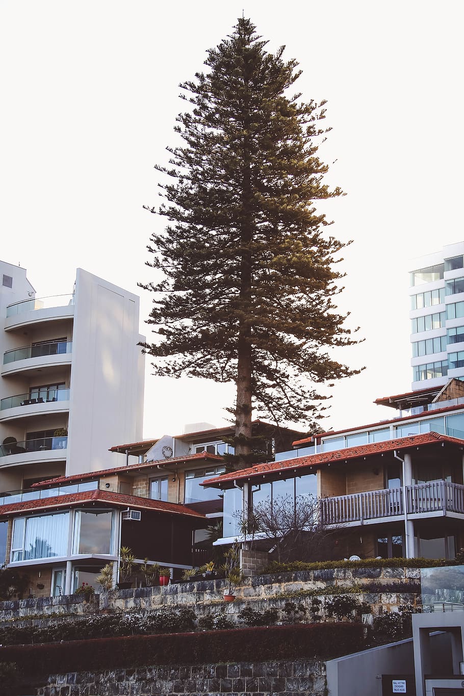 australia, perth, trees, city, pinetree, apartments, building exterior HD wallpaper