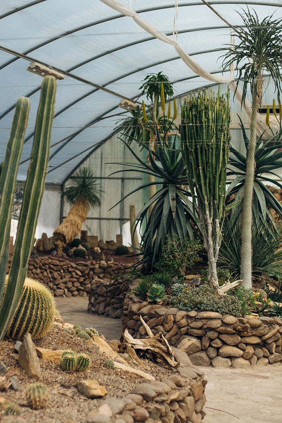 cactus plants, flora, tree, palm tree, arecaceae, aloe, rock, HD wallpaper